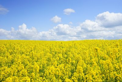 Millions of drivers at risk of hay fever medication side effects