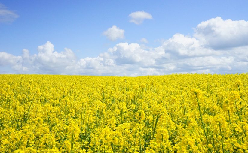 Millions of drivers at risk of hay fever medication side effects