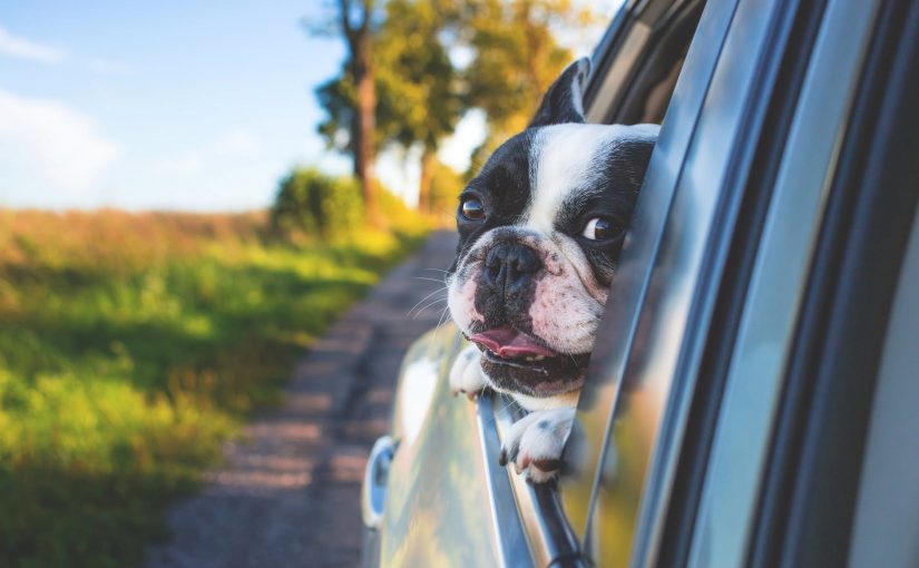 Pet Restraints in the Car