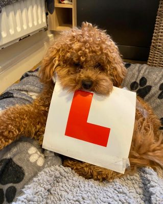 Trowbridge Driving Test pass